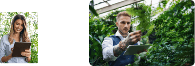 Smiling woman with a tablet and a plantation behind her. A man with a tablet takes care of plants in a greenhouse.